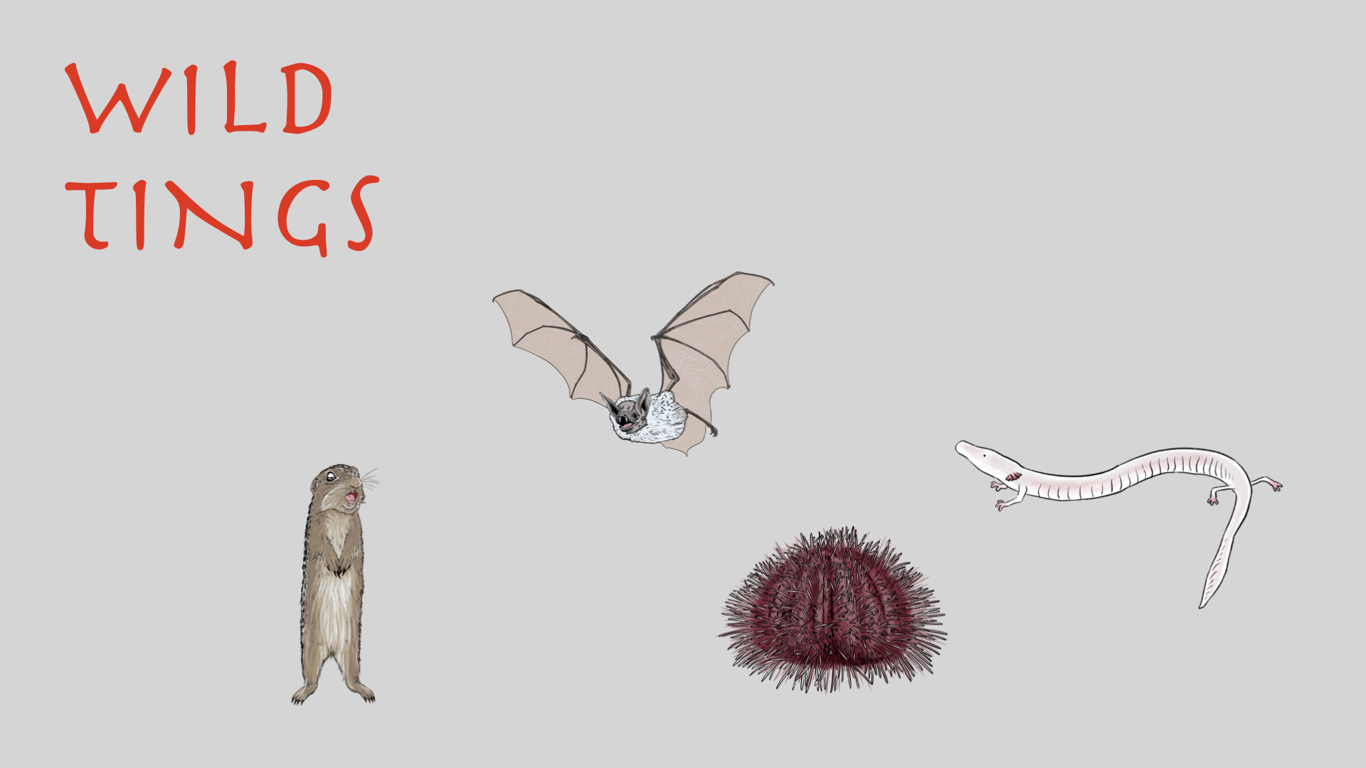 WIld Tings x SIMA photo.001